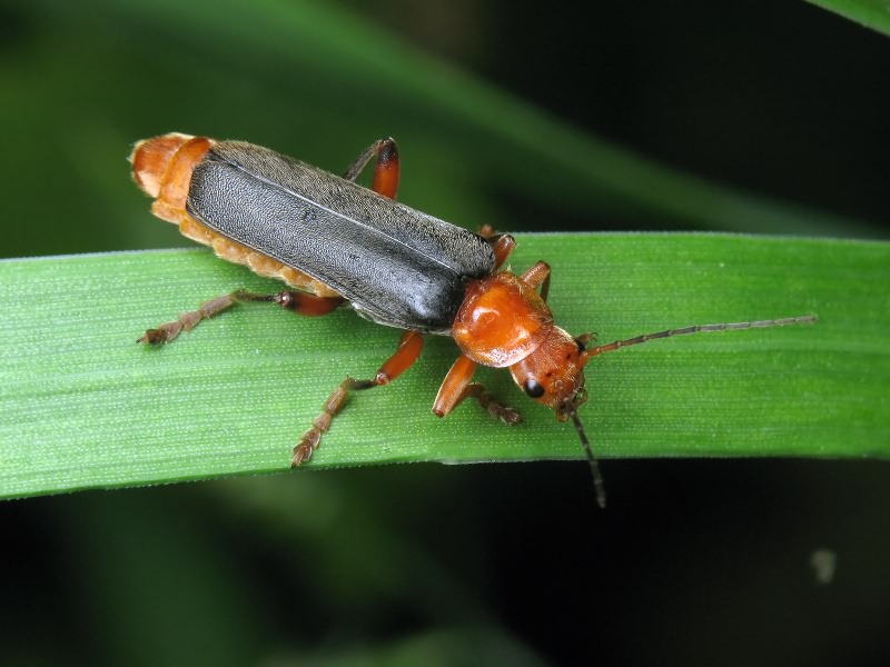 Cantharis livida Linnaeus, 1758